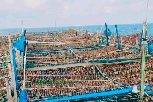 'Lộc biển' được giá, ngư dân đón Tết sớm