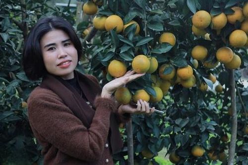 'Thủ phủ' cam giòn bội thu tiền tỷ mùa Tết