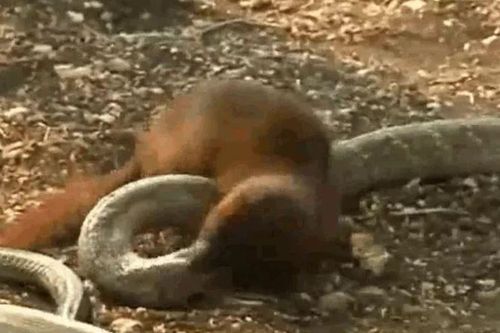 Rắn hổ mang chúa gục ngã trước đòn hiểm của cầy Mangut