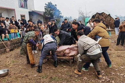 Cô gái lên mạng mời ăn thịt lợn, cả vạn người đến dự tiệc