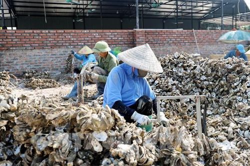 Quảng Ninh siết chặt quản lý an toàn vệ sinh trong chế biến hàu