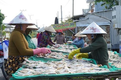 Làng khô xã Phú Thọ (Đồng Tháp) tất bật vào vụ cao điểm Tết