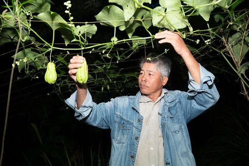 Mùa su nụ trên núi Cấm