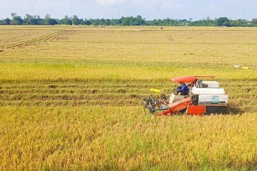 Xã Châu Phong thực hiện đạt và vượt 100% chỉ tiêu nghị quyết phát triển kinh tế - xã hội