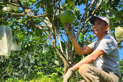 Vùng bưởi Hòa Ninh vào vụ Tết