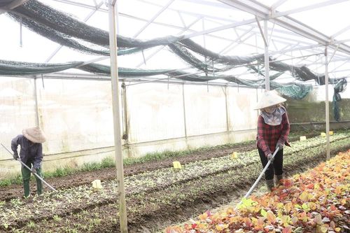 Nông sản hối hả vào vụ Tết