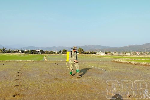 Siết chặt quản lý giống, vật tư nông nghiệp vụ đông xuân