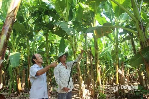 Màu xanh trên vùng đất đá