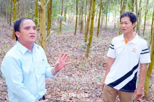 Nỗ lực giữ vững 'chứng chỉ xanh' FSC rừng trồng