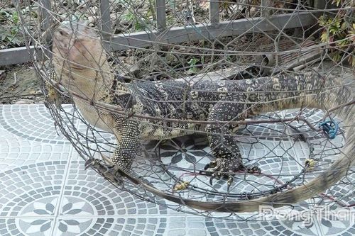 Người dân xã Hậu Mỹ tự nguyện giao nộp cá thể kỳ đà hoa cho chính quyền