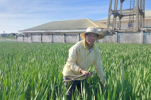 Người trồng hoa lay ơn Tây Gia Lai thấp thỏm vì thời tiết lạnh