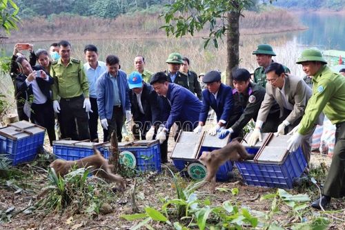 Vườn Quốc gia Hoàng Liên phối hợp với Vườn Quốc gia Vũ Quang tái thả 18 cá thể động vật hoang dã về tự nhiên
