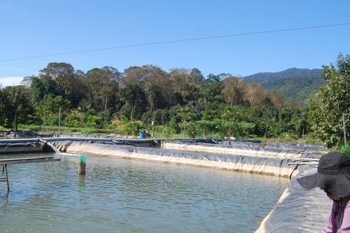 Nông dân vùng sâu mạnh dạn chuyển đổi cây trồng, vật nuôi