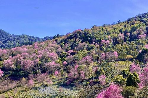 Ngắm mai anh đào ở Mộng Đào Nguyên