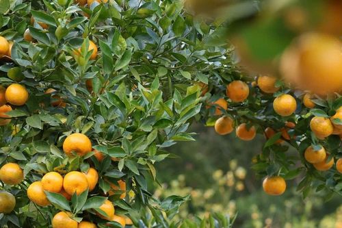 Nốt trầm trên những đồi quýt ở Đơn Dương