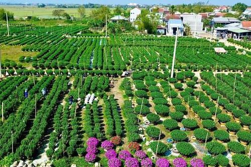Huế: Làng hoa Tết 'hồi sinh' sau lũ lịch sử