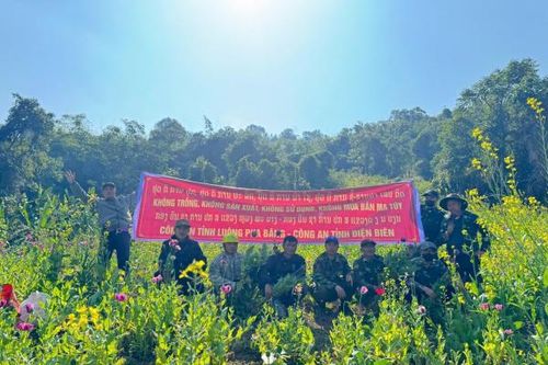 Phá nhổ hơn 12.000 m² cây thuốc phiện tại khu vực giáp biên Điện Biên – Luông Pha Băng