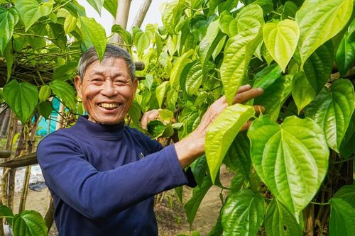 Làng trầu tiến vua nức tiếng tại Hà Tĩnh