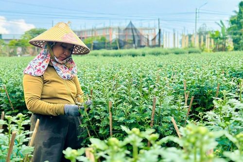 Thủ phủ hoa cúc miền Trung: Hoa chưa nở đã bán gần hết, giá Tết tăng mạnh
