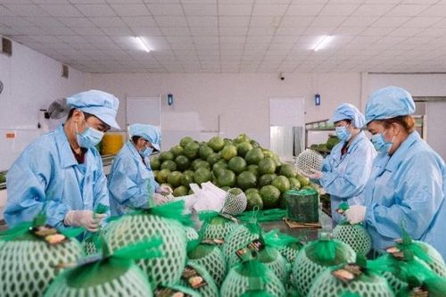 Phê duyệt đề án nâng cao an toàn thực phẩm nông nghiệp 2026-2030