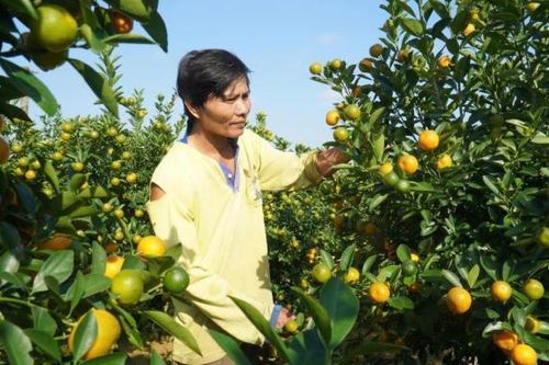 Thương lái đổ về chốt hàng, thủ phủ quất miền Trung nhộn nhịp