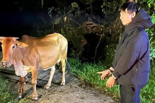 'Bò tặc' sa lưới