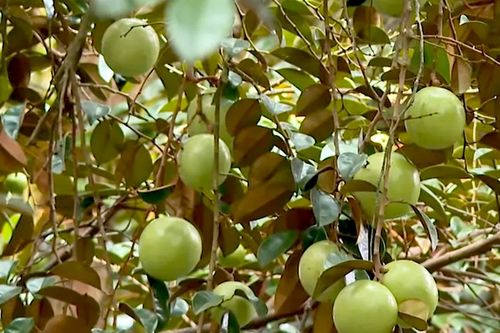 Đồng Tháp: Nỗ lực khôi phục vùng trồng vú sữa Lò Rèn Vĩnh Kim