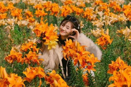 Cánh đồng hoa ly tại Hải Phòng khoe sắc, du khách thích thú đến tham quan, chụp ảnh