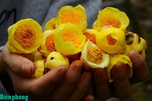 Từ cây rừng hoang dã đến 'vàng xanh' phát triển kinh tế bền vững cho đồng bào Dao ở khu vực biên giới Quảng Ninh
