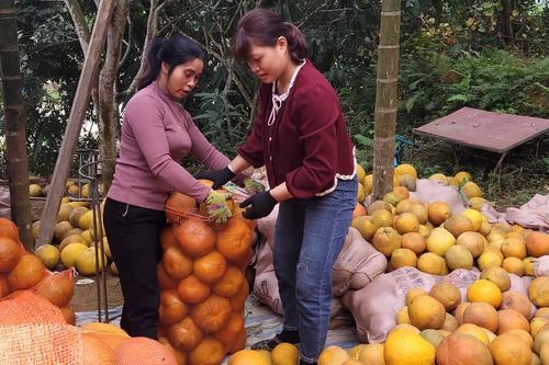 Bưởi Đoan Hùng bước vào vụ Tết: Thương lái ít hơn nhưng vẫn giữ được giá tốt