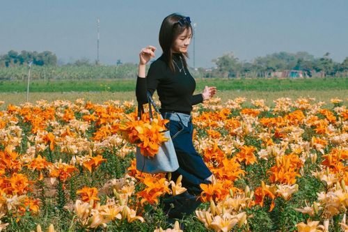 Cánh đồng hoa ly cách Hà Nội 70km khoe sắc, khách đi từ sáng sớm tới check-in