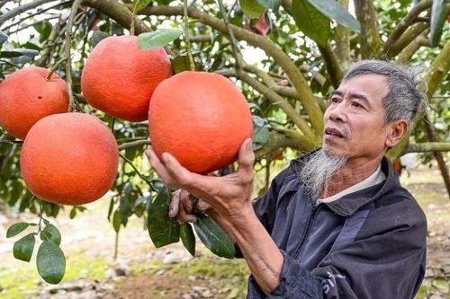 Bưởi đỏ tiến vua Thanh Hóa 'cháy hàng' trước Tết, thương lái đặt cọc từ sớm