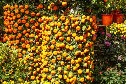 Chưng quất ngày Tết: Cách chọn và đặt cây để rước lộc đầu năm