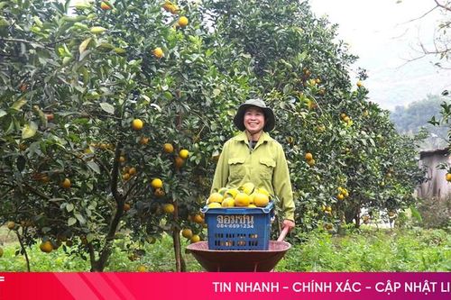 Nông dân Hà Tĩnh ước thu gần 70 nghìn tấn cam