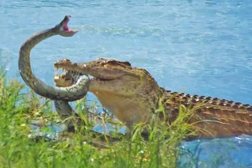 Trăn khủng đau đớn khi bị cá sấu quăng quật, tấn công trên sông