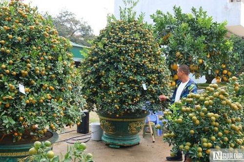 Quất, bưởi 'siêu VIP', giá hàng chục triệu đồng xuống phố