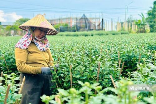 Chưa đến Tết, nhiều nhà vườn ở Quảng Ngãi đã bán hết hoa