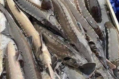 Loại cá từng được mệnh danh chỉ dành cho giới đại gia, nay rớt giá khó tin trên chợ mạng