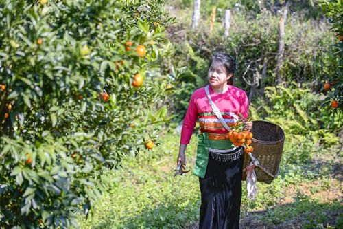 Hái 'quả ngọt' từ đất dốc Cao Sơn