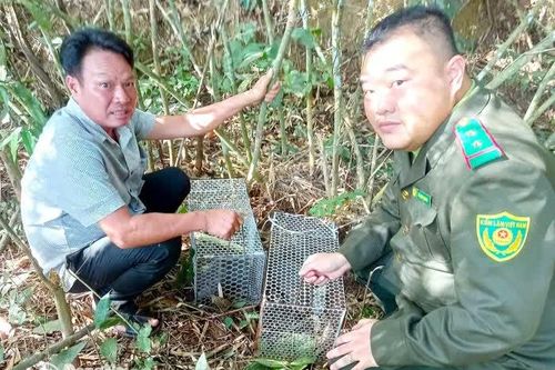 Đa dạng hình thức tuyên truyền về bảo vệ động vật hoang dã