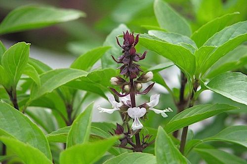 Rau húng quế và loạt công dụng không ngờ