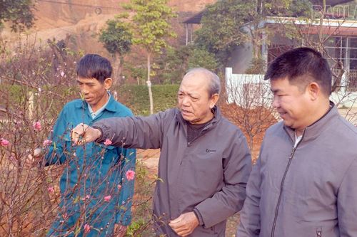 Làng Trực Bình 'canh' đào nở đúng dịp Tết