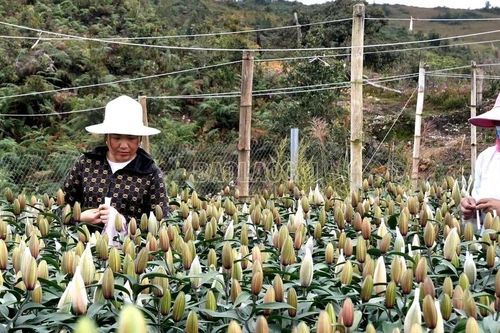 Hiệu quả chuyển đổi cơ cấu cây trồng trên đất lúa tại Lào Cai