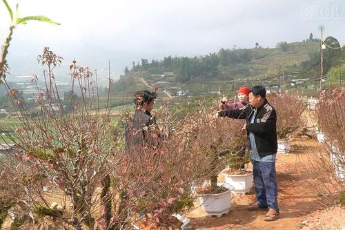 'Thủ phủ' nhất chi mai vào vụ Tết