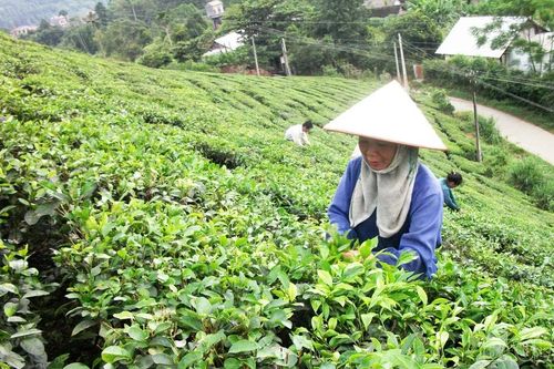 Siết chặt quản lý vật tư nông nghiệp để bảo vệ nền sản xuất bền vững