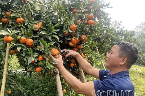 Quả ngọt miền đồi Thu Cúc
