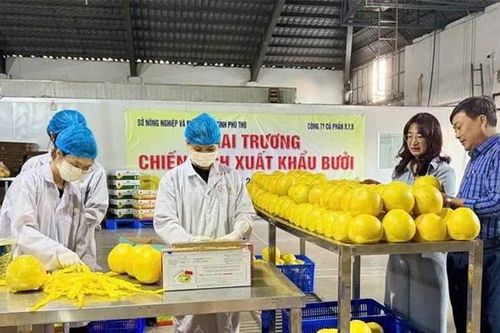 Chuẩn hóa từng vùng trồng để quả bưởi mở rộng cánh cửa xuất ngoại