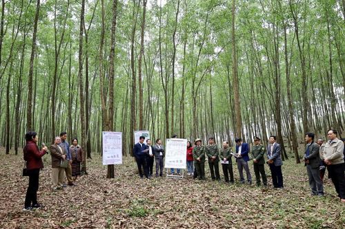 Hiệu quả từ Đề án 'Trồng một tỉ cây xanh giai đoạn 2021-2025'