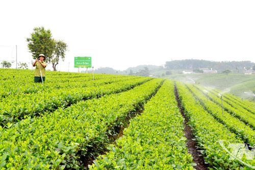 Chuyển đổi số mở hướng phát triển nông nghiệp bền vững