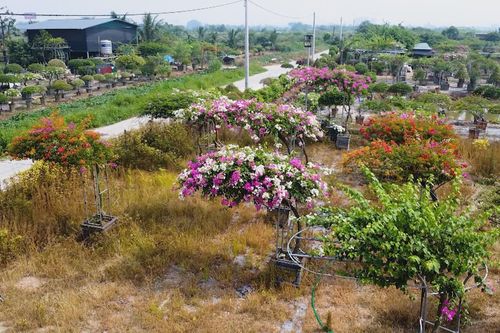 Rực rỡ sắc hoa giấy Phù Đổng